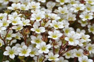 Saxifraga x arendsii ´Pixie White´